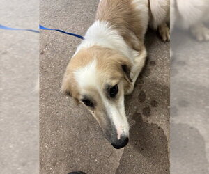 Anatolian Shepherd-Unknown Mix Dogs for adoption in Oklahoma City, OK, USA