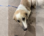 Small Anatolian Shepherd Mix