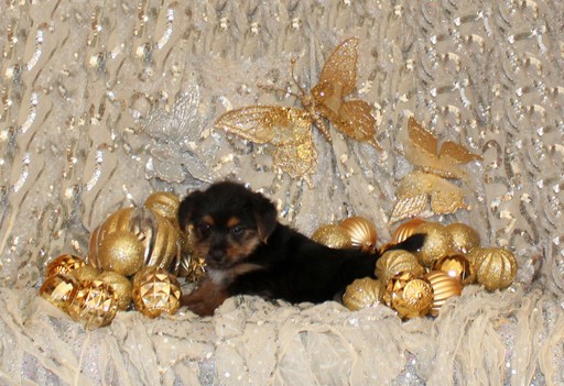 Medium Photo #1 Yoranian Puppy For Sale in BONHAM, TX, USA