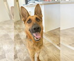Small #16 German Shepherd Dog
