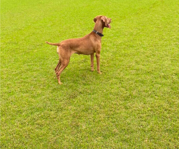 Medium Photo #4 Vizsla Puppy For Sale in SAN ANTONIO, TX, USA