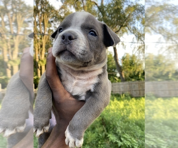 Medium Photo #2 American Bully Puppy For Sale in GARY, IN, USA
