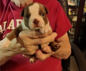 Boston Terrier Puppy for sale in PHENIX CITY, AL, USA