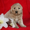 Small Goldendoodle