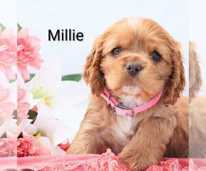 Medium Cocker Spaniel