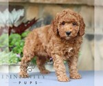 Small #2 Cavapoo