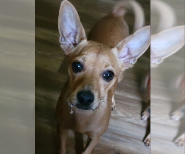 Medium Photo #2 Chihuahua-Unknown Mix Puppy For Sale in Rocky Mount, NC, USA