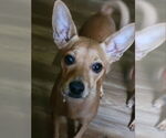 Small #1 Chihuahua Mix