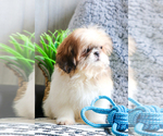 Small Photo #13 Shih Tzu Puppy For Sale in SYRACUSE, IN, USA