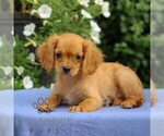 Small #3 Cavapoo