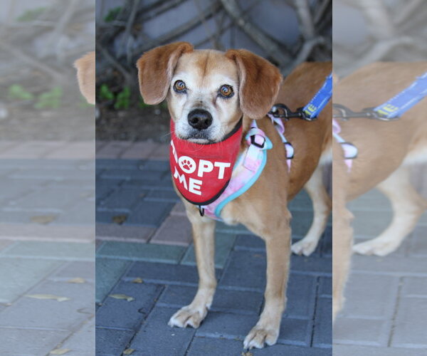 Medium Photo #8 Labbe Puppy For Sale in Mission Viejo, CA, USA