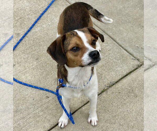 Medium Photo #3 Cheagle Puppy For Sale in Batavia, OH, USA