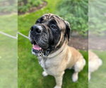 Small Photo #2 Mastiff Puppy For Sale in McMinnville, OR, USA