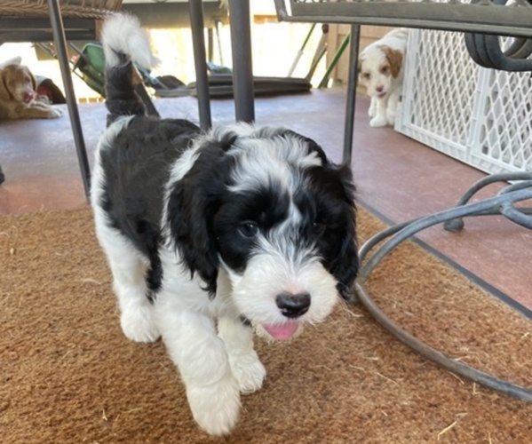 Medium Photo #4 Australian Labradoodle Puppy For Sale in SAN ANTONIO, TX, USA