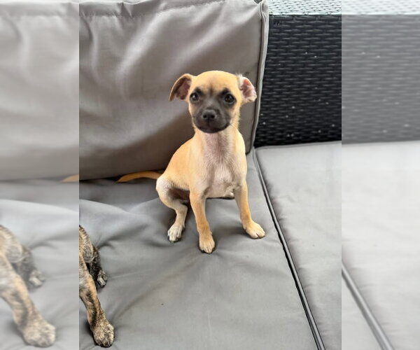 Medium Photo #2 Chihuahua-Unknown Mix Puppy For Sale in Royal Palm Beach, FL, USA
