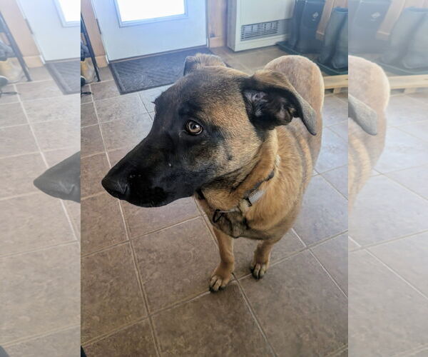 Medium Photo #14 German Shepherd Dog-Unknown Mix Puppy For Sale in Sebec, ME, USA