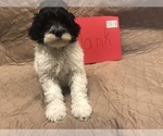 Small Photo #17 Portuguese Water Dog Puppy For Sale in STERLING, CO, USA