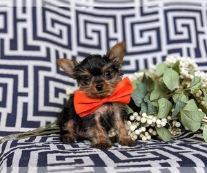 Yorkshire Terrier Puppy for sale in GLEN ROCK, PA, USA