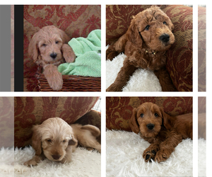 Goldendoodle Puppy for sale in LITTLETON, CO, USA