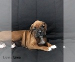 Image preview for Ad Listing. Nickname: Akc Luna
