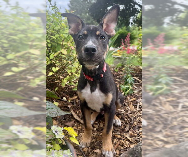 Medium Photo #4 Mutt Puppy For Sale in Genesee, WI, USA