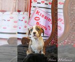 Small Photo #1 Mutt Puppy For Sale in Wakefield, RI, USA
