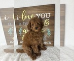 Small #4 Goldendoodle (Miniature)