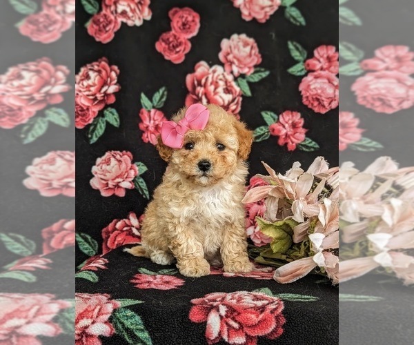 Medium Photo #3 Poovanese Puppy For Sale in STRASBURG, PA, USA