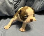 Small Boston Terrier