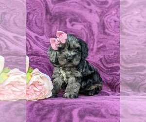 Cock-A-Poo Puppy for sale in NEW HOLLAND, PA, USA