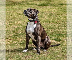 Mutt Dogs for adoption in Westwood, NJ, USA