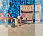 Small Mutt