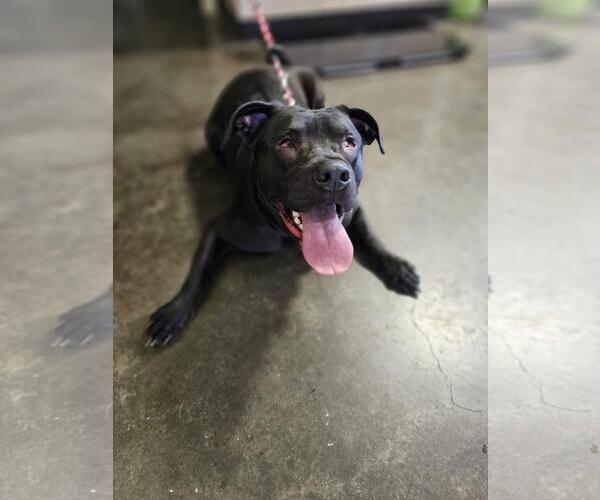 Medium Photo #4 Labrador Retriever-Unknown Mix Puppy For Sale in Rockwall, TX, USA