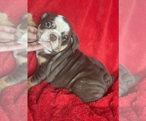 Medium Photo #4 English Bulldog Puppy For Sale in BOSTON, MA, USA