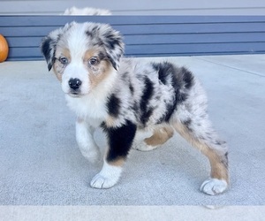 Australian Shepherd Puppy for Sale in LODA, Illinois USA