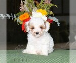 Fritz - Male Poodle (Toy) Puppy for Sale - Photo #3