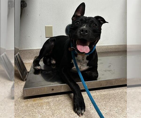 Medium Photo #1 Staffordshire Bull Terrier-Unknown Mix Puppy For Sale in Bakersfield, CA, USA