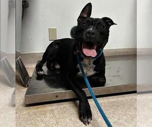 Staffordshire Bull Terrier-Unknown Mix Dogs for adoption in Bakersfield, CA, USA