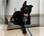Small Staffordshire Bull Terrier Mix