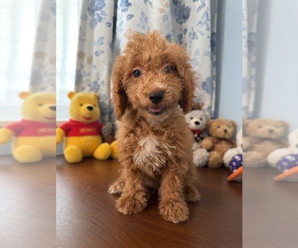 Medium Photo #4 Havapoo Puppy For Sale in DURHAM, CT, USA