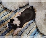 Small Photo #173 Border Collie Puppy For Sale in NORBORNE, MO, USA