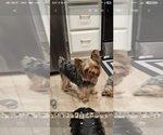 Small Photo #1 Yorkshire Terrier Puppy For Sale in SALEM, OR, USA