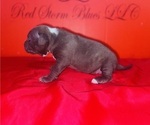 Small Photo #20 American Pit Bull Terrier Puppy For Sale in TRENTON, NJ, USA