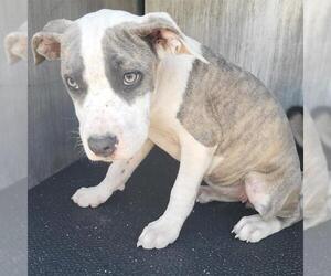 American Staffordshire Terrier Dogs for adoption in San Antonio, TX, USA