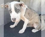 Small American Staffordshire Terrier