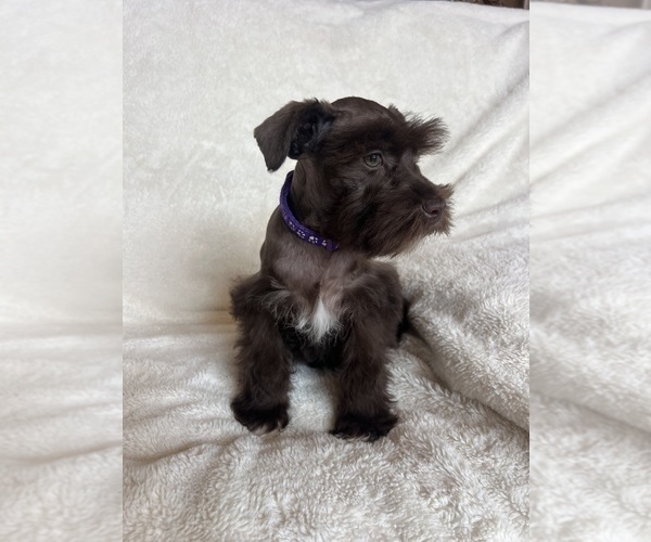 Medium Photo #23 Schnauzer (Miniature) Puppy For Sale in ROY, WA, USA
