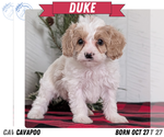 Puppy Duke Cavapoo (Miniature)