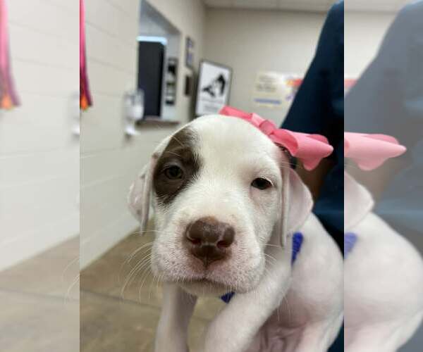 Medium Photo #1 Bulldog-Labrador Retriever Mix Puppy For Sale in SHERBURNE, NY, USA