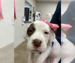 Small Bulldog-Labrador Retriever Mix