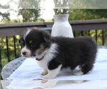 Small #18 Pembroke Welsh Corgi